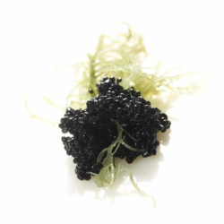 Cavi Art caviar vegan