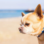 dexter et mango creme solaire pour chien et chat