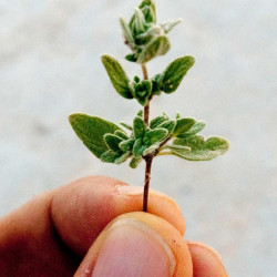 melange zaatar épices shira